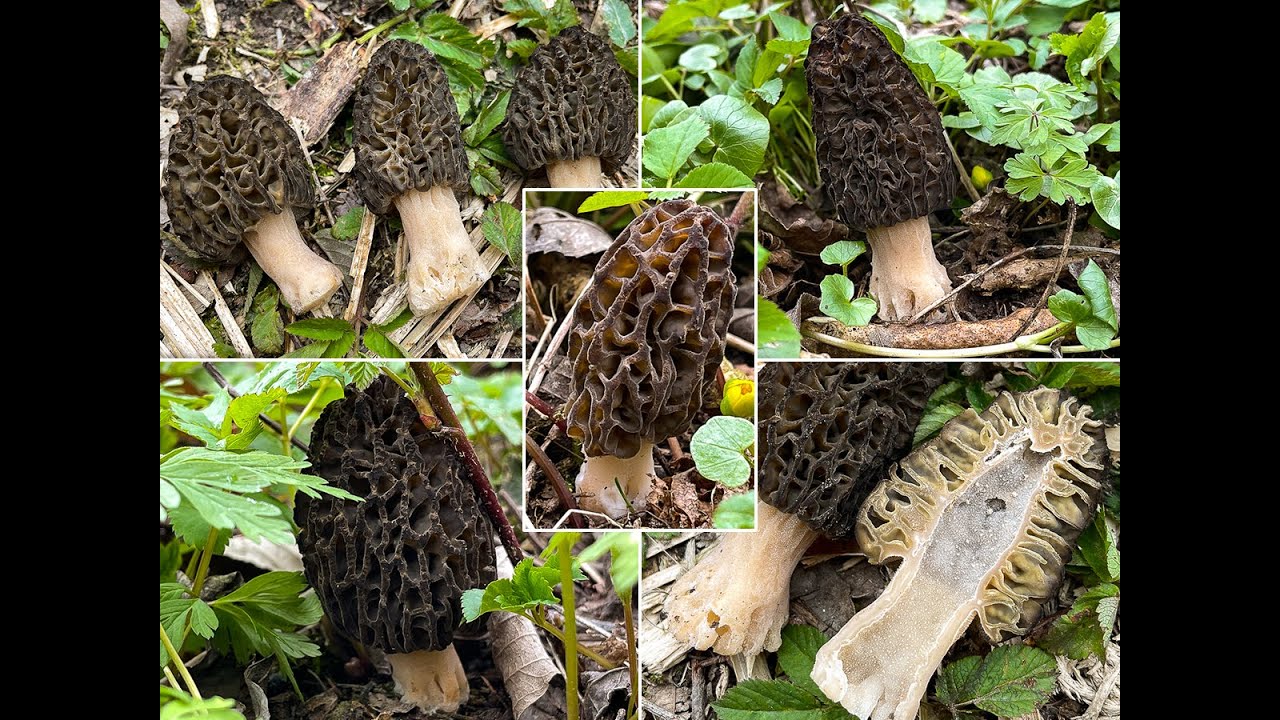 Pilzportrait - Spitzmorchel, Hohe Morchel, Köstliche Morchel | Morchella elata | Morchella conica
