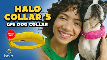 Meet The New HALO COLAR 5: Smarter AI-Powered GPS Dog Fence with Longer Battery Life