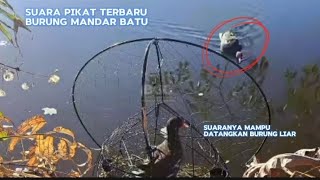 SUARA PIKAT BURUNG MANDAR PALING AMPUH DAN JERNIH TERBARU.