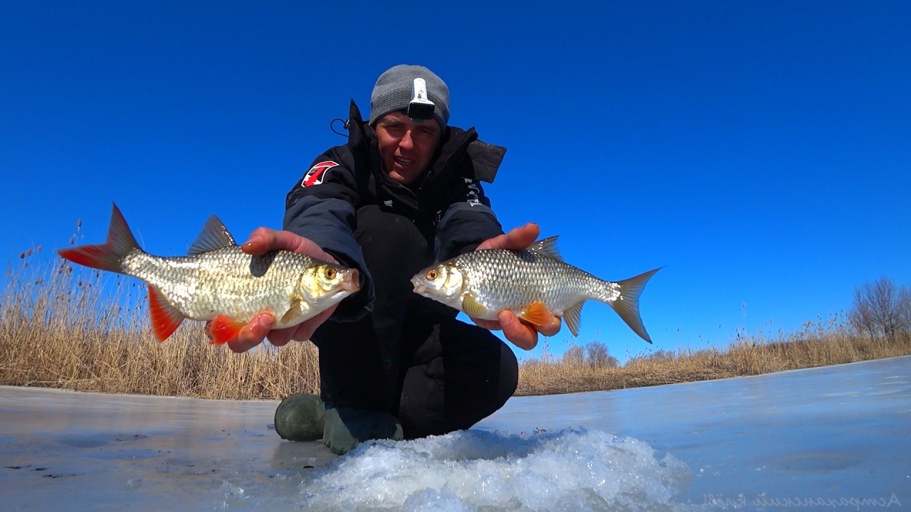 НАШЁЛ ЛЁД. ОСТАВИЛ ЖЕРЛИЦЫ И ФОТОЛОВУШКУ НА НОЧЬ. Зимняя рыбалка на плотву и окуня. Жерлицы на щуку