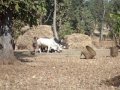 Bullocks separating Ragi