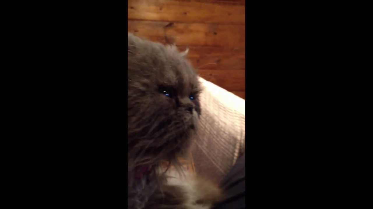 Chat Qui Bave Quand Il Ronronne Chat qui ronronne bizarrement - YouTube