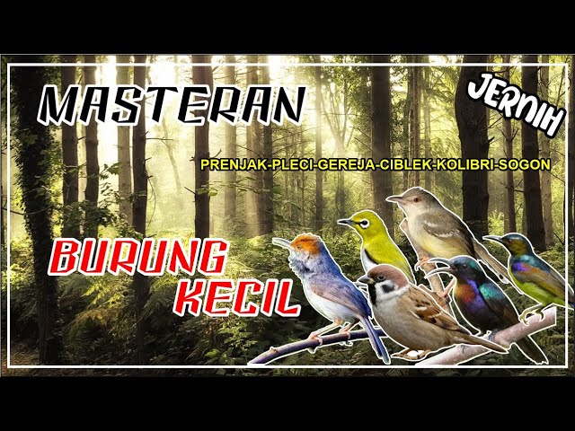 MASTERAN BURUNG KECIL MEWAH SUPER FAVORIT II PRENJAK-PLECI-GEREJA-CIBLEK-KOLIBRI-SOGON 1JAM class=