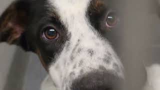 Acs A810497