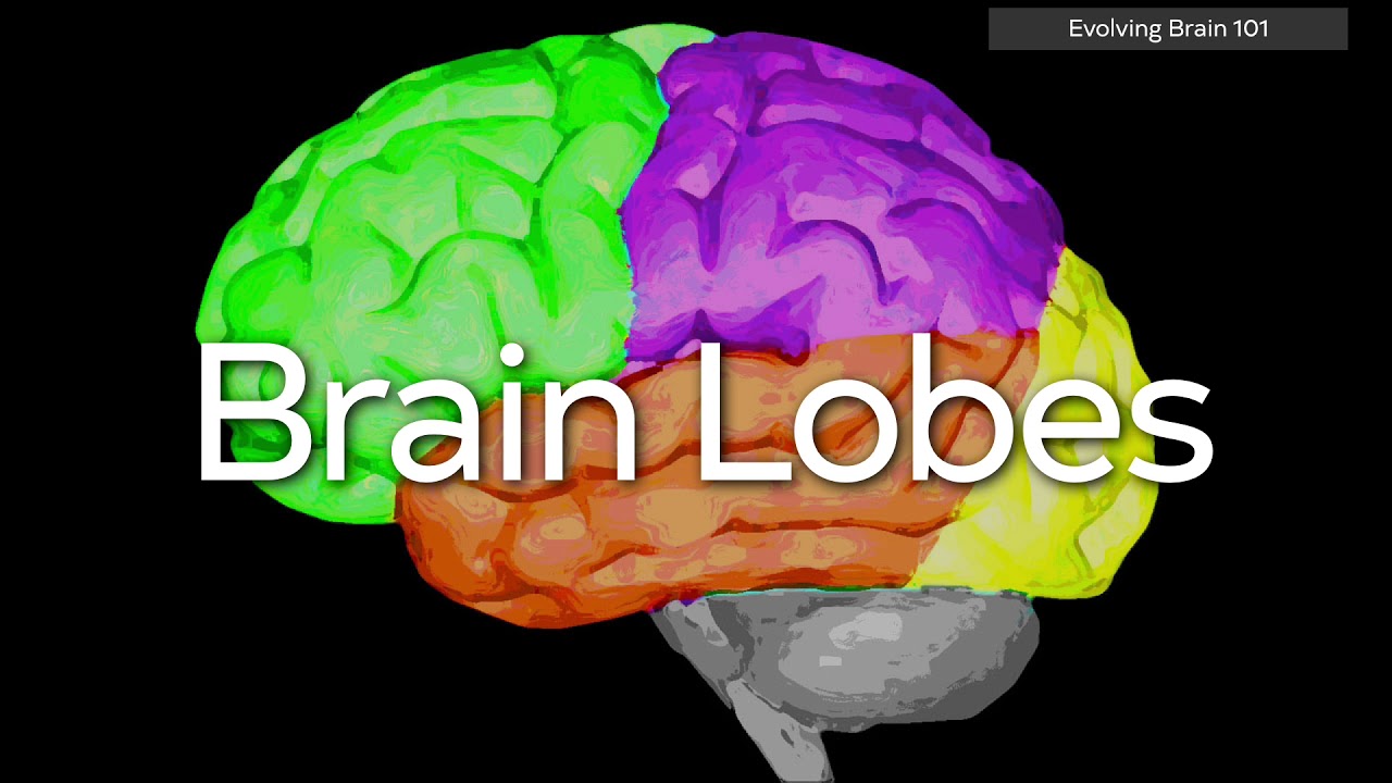 UA Science 101 - The Evolution of Modern Neurosurgery