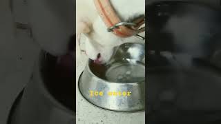 dog drinks iced water to refresh #dog #doglover #icewater