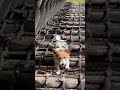 ドッグ版サスケ