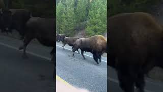 Bison Stampede Creates a Bison-Induced Traffic Jam