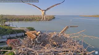 Captiva Osprey  Cam 08.05.2024 18:44