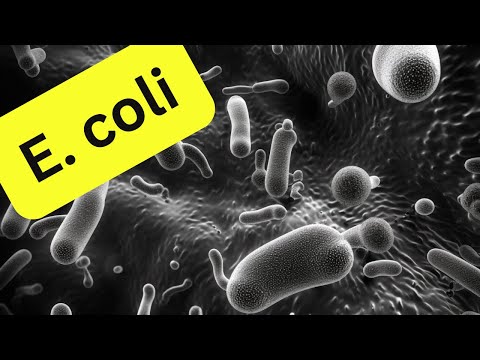 E.coli - what