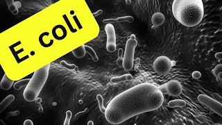 E.coli - what you need to know about VTEC