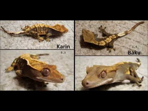 camera iphone 8 plus apk Correlophus (Rhacodactylus) ciliatus love song (Kronengeckos Liebeslied)