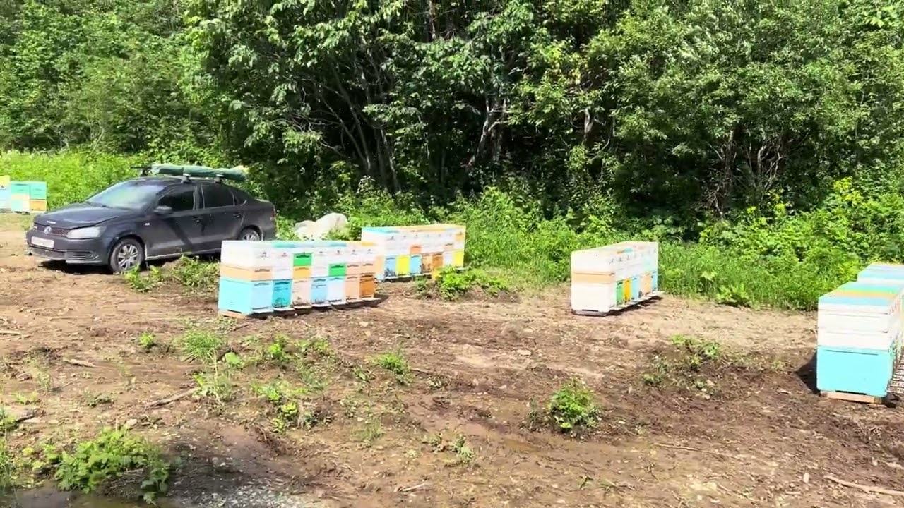 Кочевка на липу 2025