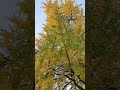 El proceso de la vida . precioso árbol Ginkgo biloba
