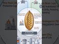 From Grain to Gain: The Industrial Revolution Inside a Rice Grain