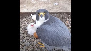 Worcester Cathedral Peregrines Live Stream