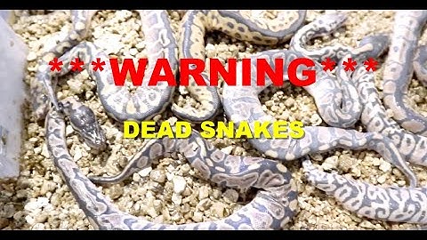 VERY SAD!! ALMOST EVERYTHING DIED! The Dark Side To Breeding Snakes!
