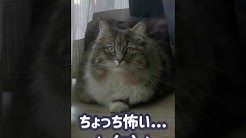 With A Luffy Siberian Cat Luffy Youtube With A Luffy Siberian Cat Luffy Youtube