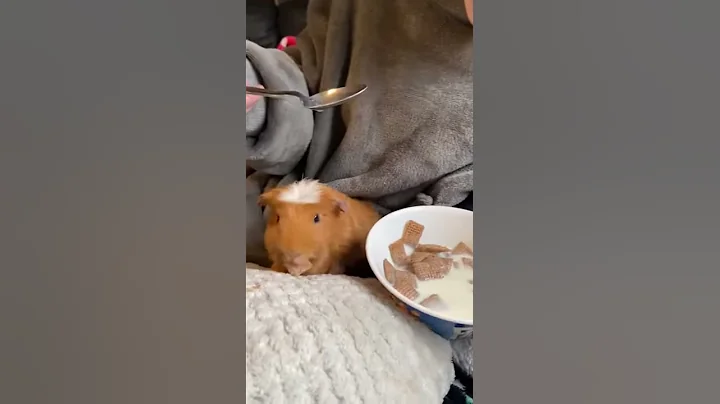 My guinea pig stole my breakfast after having her ...