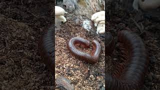Milipede eat a Wood mushroom #milipedes #millipede #milipedes