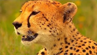 Гепард:Фатальный Инстинкт-Cheetah:Fatal Instinct,NatGeoWild Гепард:Фатальный Инстинкт-Cheetah:Fatal Instinct,NatGeoWild