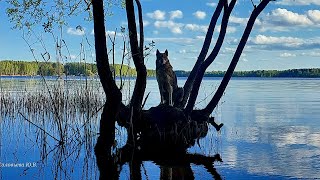 В день светлой пасхи