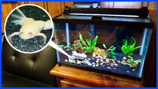 Buying A BABY ALBINO FROG For My Aquarium!