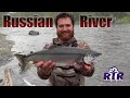 Combat Fishing Russian River - Alaska Sockeye Salmon