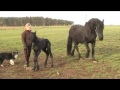 Two day old Friesian foal