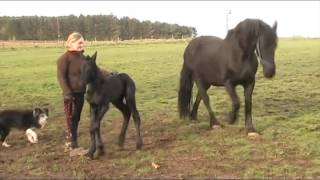 Two day old Friesian foal