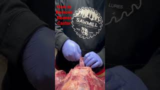 How to remove Beaver Castor #beavertrapping #trapper #trapping #trap How to remove Beaver Castor #beavertrapping #trapper #trapping #trap