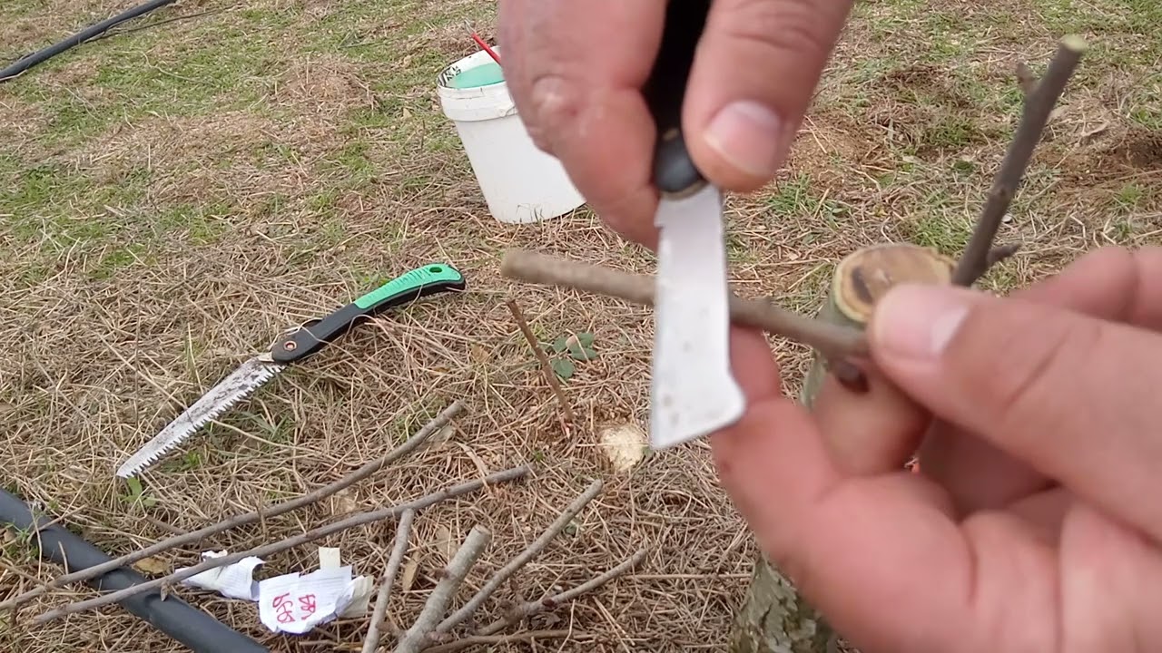 Innestare melo e pero su perastro