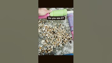 Hemipristis found sifting at Calvert Cliffs.