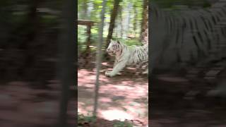 White tiger running, This was SO COOL!! #tiger #whitetiger #bengaltiger #fyp #nature #viral