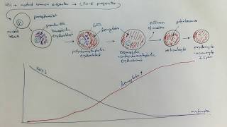08_02_Erythropoiesis