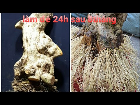 Video Làm đế 24h cho cây mai chiếu thủy 60hoành... - youtube