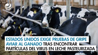 Estados Unidos exige pruebas de gripe aviar al ganado tras encontrar partículas del virus en leche p