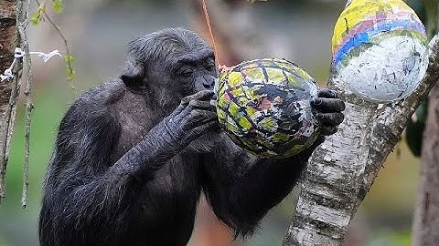 Guinée-Bissau : des chimpanzés alcoolisés suscitent la curiosité des chercheurs