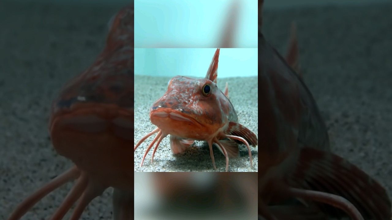 Морской Петух: полурак, полусом