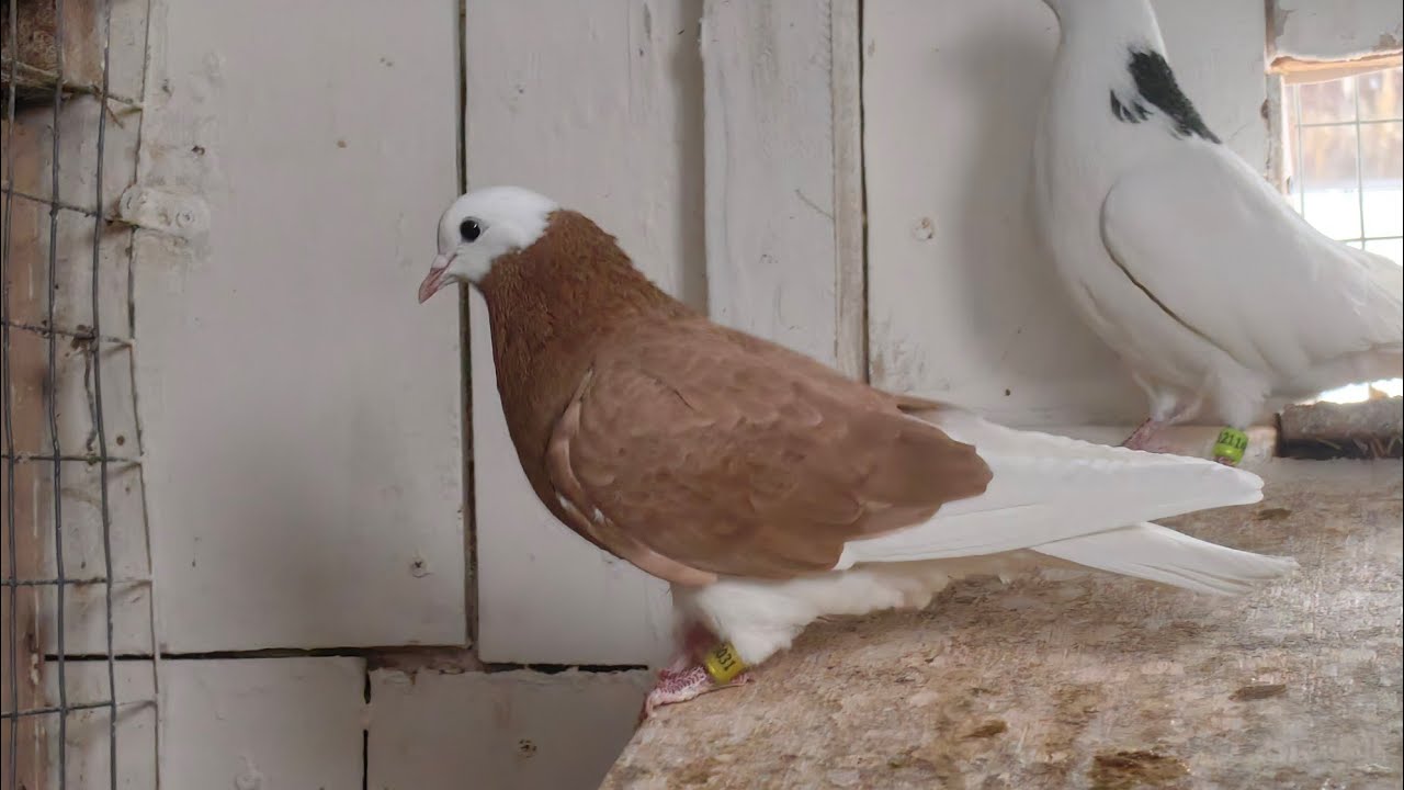 Паруем голубей.