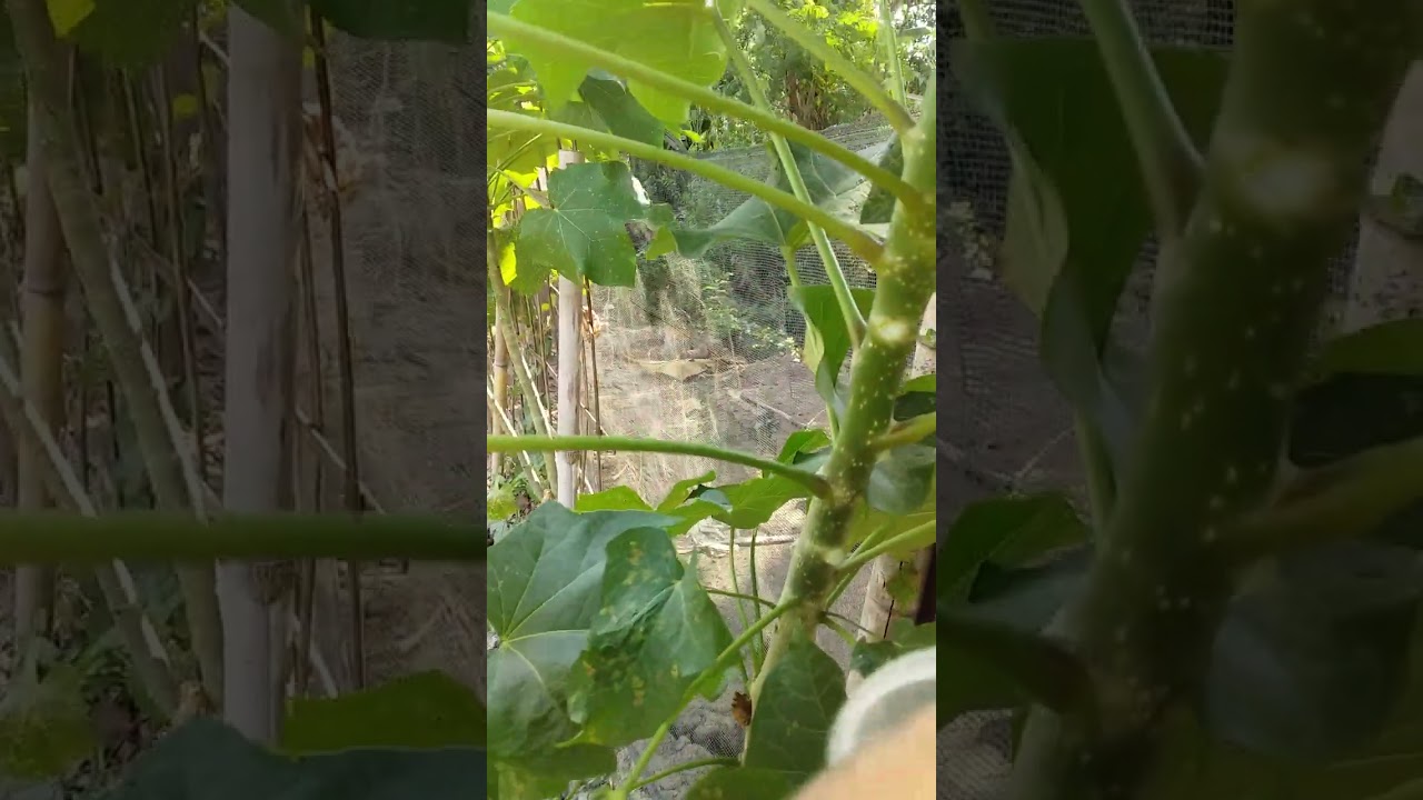 @& ini getah jarak obat deare cepat sembuh. ini ramuan kuno..