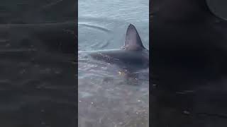 Местные жители вытолкнули акулу на глубину.