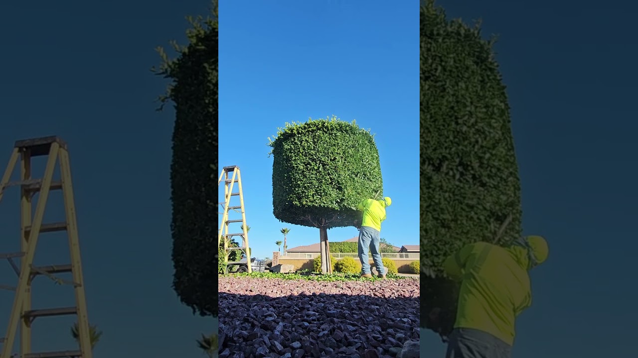 Poda de ficus dándole forma con la trimmer 