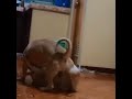 Funny dog wrestling