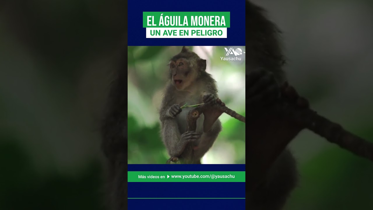 Conoces al águila monera? | Aves en peligro de extinción - YouTube