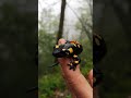 Fire Salamander. Огненная Саламандра