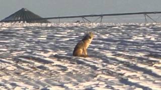 CoyoteLoafing MBO blog