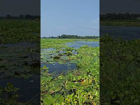 YouTube-Video