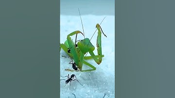 This is how ants attacks their pray Ants Vs mantis