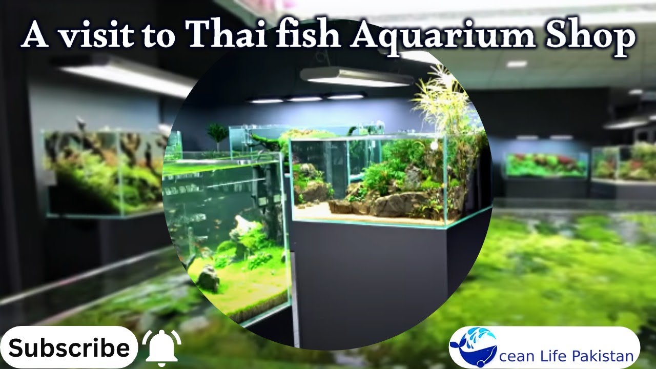 Thai Fish Aquarium Shop ISB Thailand Fish Available Ocean Life